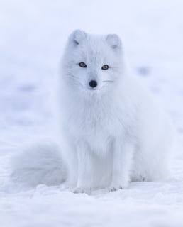 Picture of Arctic fox