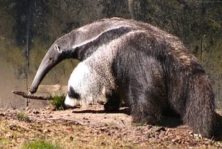 Picture of Anteaters
