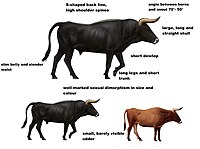 Picture of Aurochs
