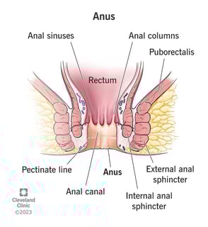 Picture of anus