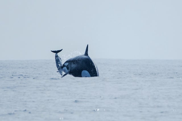 While hunting, an orca (identified as pod matriarch Dakota) propels a dusky dolphin into the air.