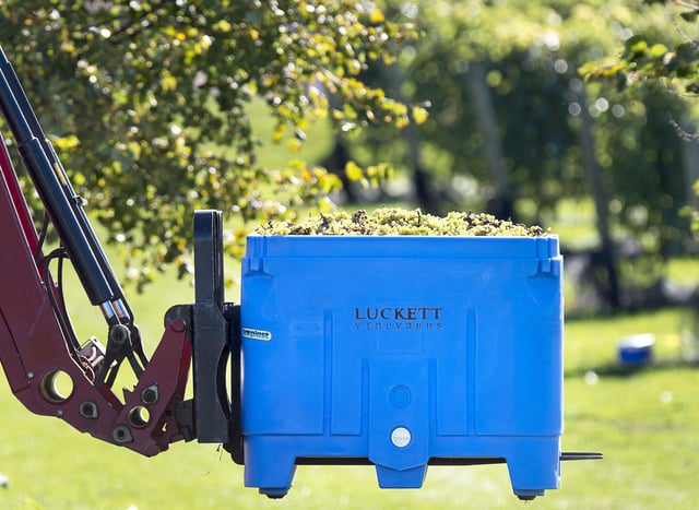 A bin of grapes carted away at the vineyard in Nova Scotia
