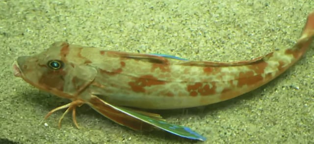 Image: Screen capture of Sea Robin study video. (Image: Nesnad/Wikimedia)