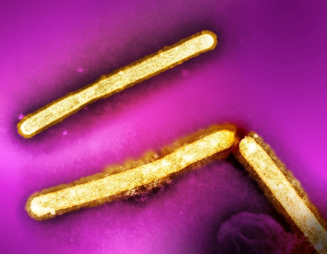 Influenza A Virus (H5N1/Bird Flu) Three influenza A (H5N1/bird flu) virus particles (rod-shaped; yellow). Note: Layout incorporates two CDC transmission electron micrographs that have been repositioned and colorized by NIAID. Scale has been modified. Credit: CDC and NIAID