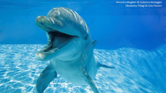 A bottlenose dolphin with an open mouth smile.