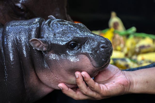 A two-month-old female pygmy hippo named "Moo Deng" who has recently become a viral internet sensation, is seen at Khao Kheow Open Zoo in Chonburi province, Thailand, September 16, 2024.