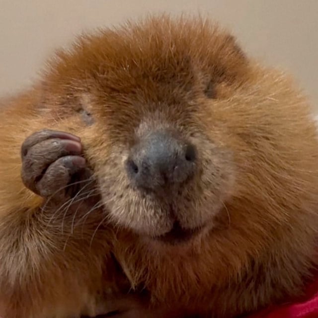 Niba the beaver is pictured through this frame from a video shot at his home. The celebrity mammal has made headlines after being rescued and is now the subject of a court case.