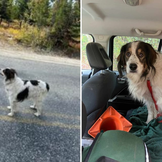 Pictures of rescue dog Gita who has been dubbed a "hero" after getting help for her owner when he was in need.