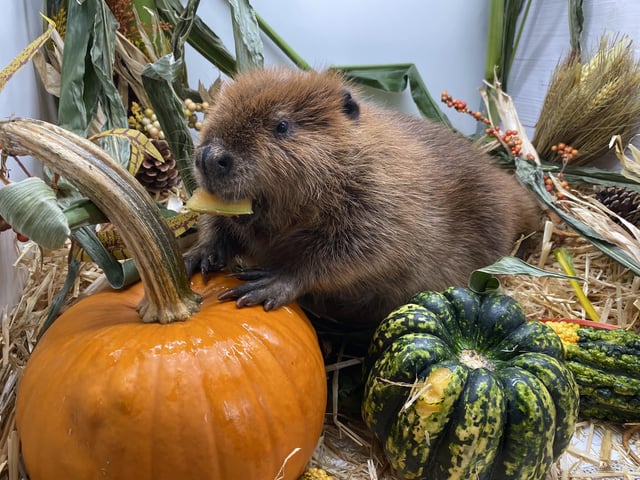 MassWildlife said Newhouse Wildlife Rescue would have to release the beaver back into the wild, prompting public outcry.