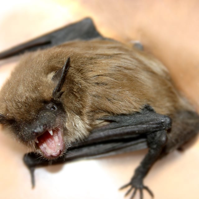 Stock image of a bat. A child in Ontario, Canada has died of rabies after coming into contact with a bat.