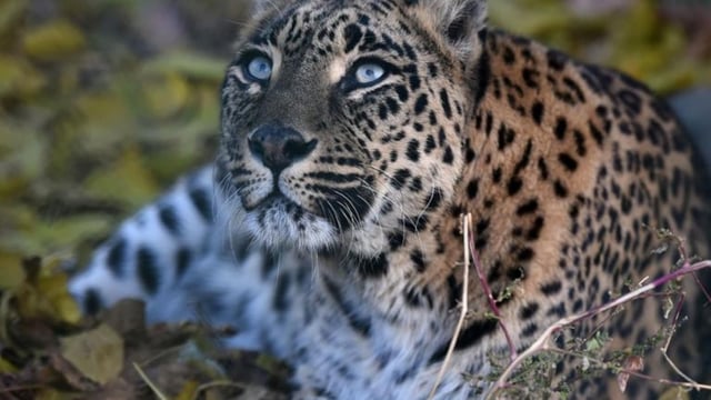 Leopard attacks have become frequent in Maharashtra's Junnar in the last few months. 