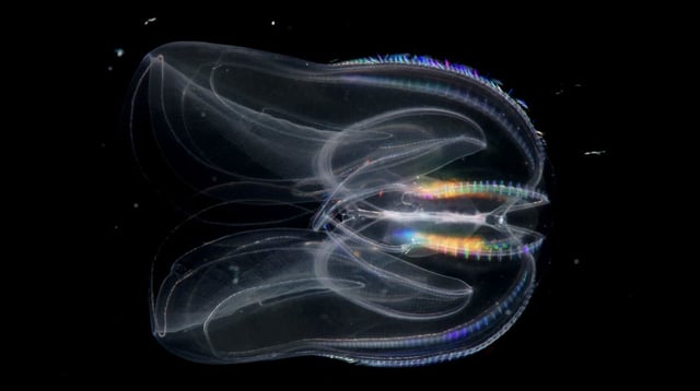 The comb jelly Mnemiopsis leidyi (Credit: B.C. Vellutini/CC 3.0).
