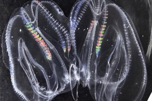 A pair of comb jellies have fused together into one organism, demonstrating a bizarre new ability