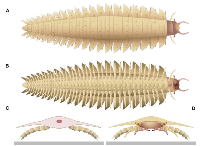 An undated handout image shows a reconstruction of a juvenile Arthropleura, integrating newly observed head anatomical features. The image also has (A) Dorsal view; (B) Ventral view; (C) Back view; and (D) Frontal view. Left maxillae were removed on (B) to better illustrate the mandible below. The red circle on (C) indicates the position of the digestive tract. Lheritier et al., Sci. Adv. 10, eadp6362 (2024)/Handout via REUTERS