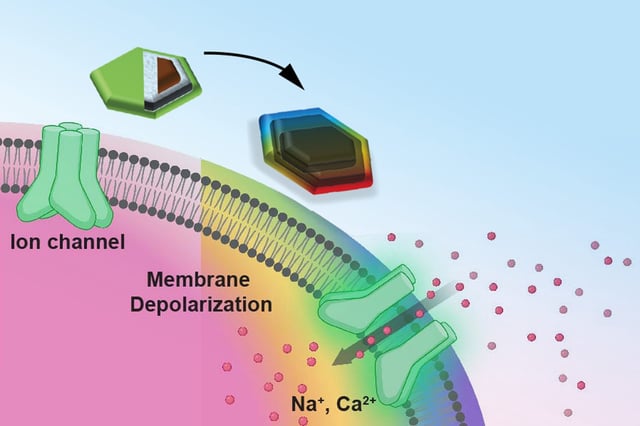 The magnetic core of the nanodisc is magnetostrictive, which means it changes shape when magnetized. The rainbow nanodisc on the right is changing shape, allowing for the pink brain neuron to be stimulated.