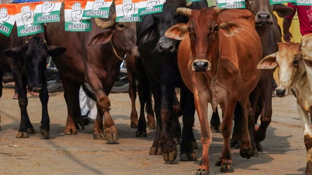 Uttar Pradesh Minister Sanjay Singh Gangwar claimed that lying in a cowshed and cleaning it could cure cancer, while stroking a cow’s back could lower blood pressure.