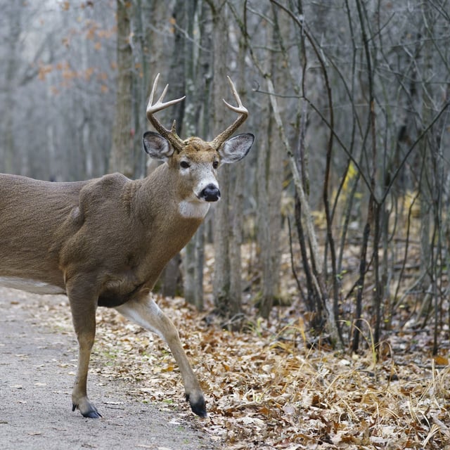 A deer is seen at the Michel-Chartrand Park in Longueuil, Que., Friday, Nov. 13, 2020. THE CANADIAN PRESS/Paul Chiasson