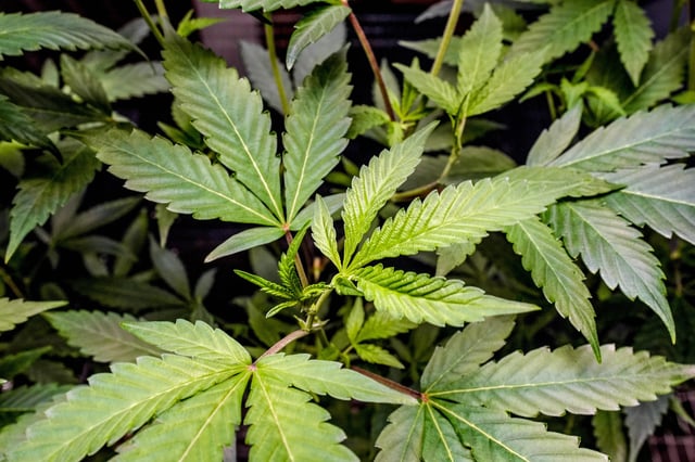 Cannabis plants are pictured at Rob and Sons Cannabis Company in Shawnee, Okla., on Thursday, Sept. 12, 2024.