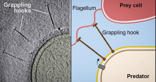 A new study has shown in detail how a bacterium attacks its prey like a pirate