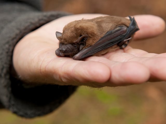 Die Fledermaus büxte aus dem Zoo aus. (Symbolbild)