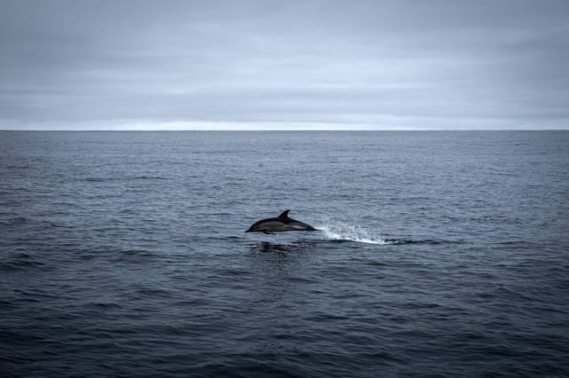 Les captures mortelles de dauphins ont été divisées par quatre dans le golfe de Gascogne lors du mois sans pêche du 22 janvier au 20 février 2024.