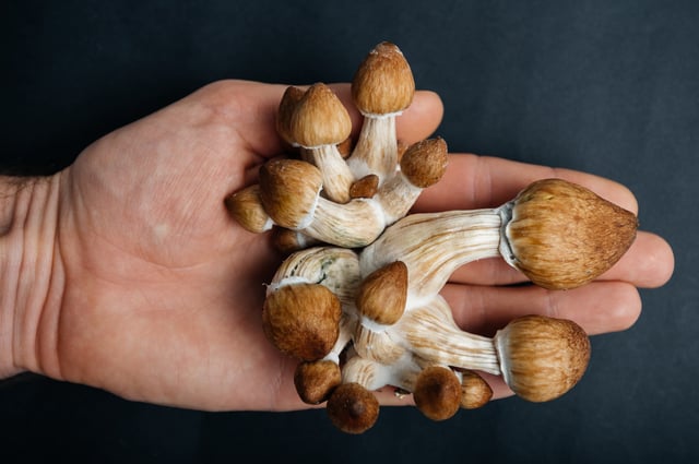 Magic mushrooms