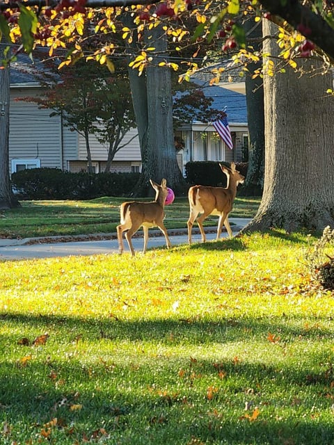Police in a suburb of Cleveland, Ohio say they have recently responded to numerous calls about deer who have gotten their heads stuck in plastic pumpkins.