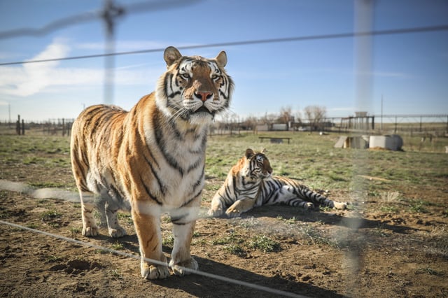 Tiger King