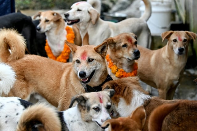 Kukur Tihar, the second day of the five-day Tihar festival, is reserved for worshipping dogs