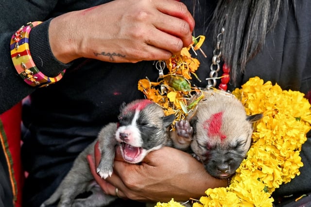 While dogs are cherished as loyal friends, street dogs in Nepal often face cruelty