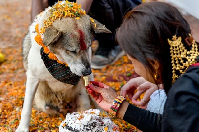 Across Nepal, dog lovers showered their pets and street dogs with treats, belly rubs, and toys to show their appreciation