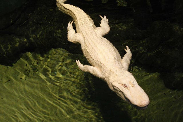 Claude, the albino alligator swims in his swamp at the California Academy of Sciences in San Francisco.