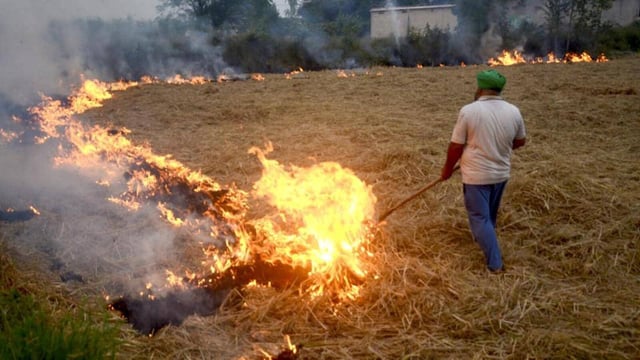 A farmer burns the stubble after harvesting the paddy crop in Patiala, Punjab. (PTI Photo)