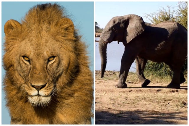 A lion and elephant