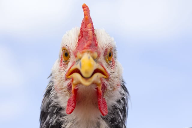 A chicken looks straight into the camera