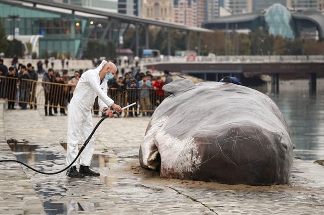 A beached whale installation by the Belgian art collective 'Captain Boomer' lies on an embankment Monday during the United Nations climate change conference COP29, in Baku, Azerbaijan.