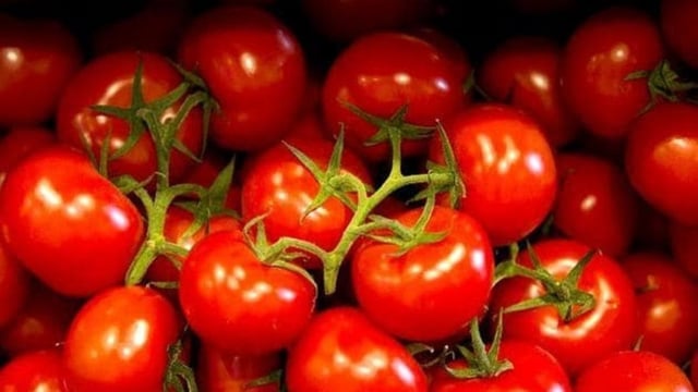 Improved supply leads to 22% drop in tomato prices, Delhi mandi sees nearly 50% decline. (HT Photo)