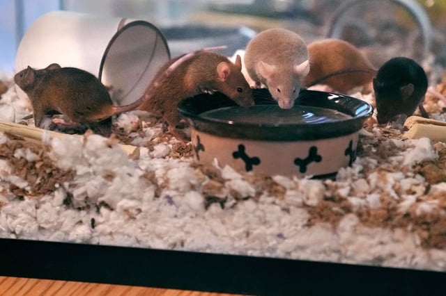 Five of nearly 1,000 fancy mice are held in a glass tank, which were surrendered recently by an owner who was overwhelmed by the volume of the multiplying mice, at the New Hampshire SPCA, Friday, Nov. 15, 2024, in Stratham, N.H.