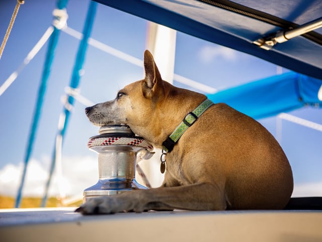 Jetzt kommd die erste Kreuzfahrt für Hunde.