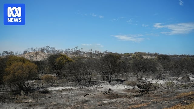 A burned out area of bush.