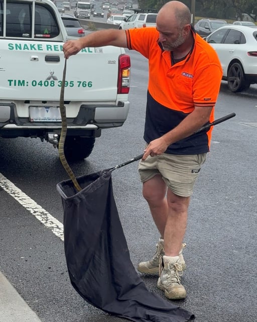 Tim Nanninga of Melbourne Snake Control captures a deadly tiger snake for release on the side of the freeway near Melbourne in Australia on November 30, 2024.