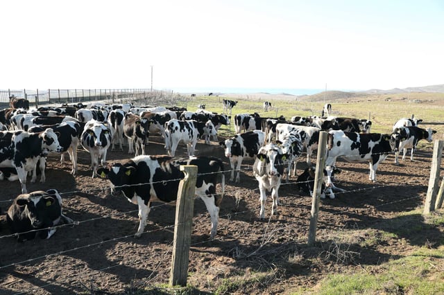 The Marin County child who is suspected of having avian flu may have gotten the virus from drinking raw milk, county health officials said Tuesday. The child and other household members did not have any known exposure to poultry or cattle.
