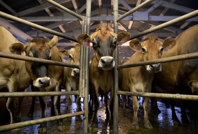 Raw milk and cows’ udders are believed to carry high levels of the virus, prompting federal and local health officials to issue warnings against consuming raw dairy. California has ordered a voluntary recall of raw milk products in the state.