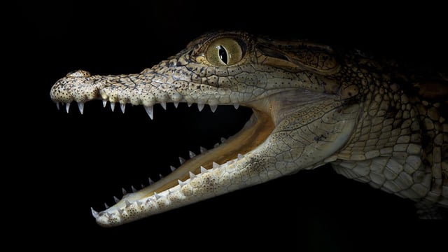 The diversity of jaw and snout scales in different crocodilian species is the result of changes in mechanical parameters. Credit: Michel Milinkovitch - University of Geneva, Switzerland