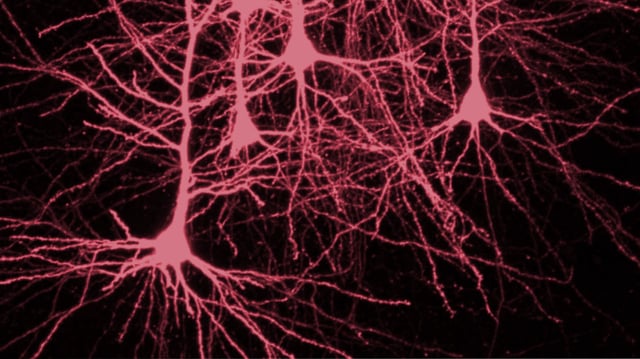 Neurons in the neocortex. Slow-wave sleep strengthens the connections between them and supports the formation of memory.