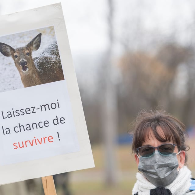 People take part in a demonstration to protest the culling of a number of white-tailed deer in Michel-Chartrand park in Longueuil, Que., on Nov. 14, 2020.