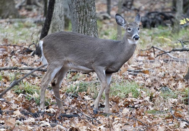 A white-tailed deer is shown in Michel-Chartrand park in Longueuil, Que., Saturday, Nov. 14, 2020. THE CANADIAN PRESS/Graham Hughes