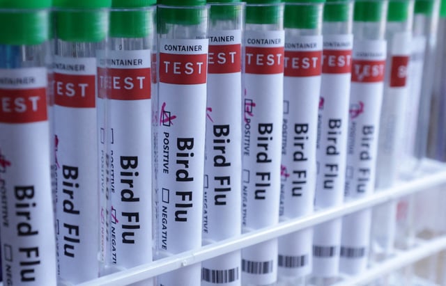 The UK Government will have a stockpile of tens of thousands of doses of a bird flu vaccine in the event of an outbreak in humans (Photo: Dado Ruvic/Reuters)