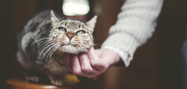 Rund die Hälfte der älteren Katzen ist von Demenz betroffen – oft unbemerkt