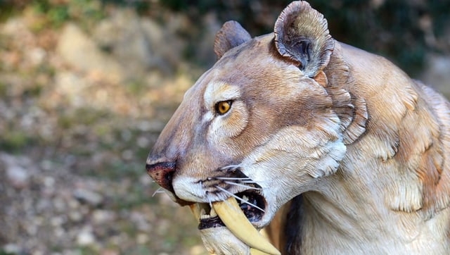 Saber-Teeth Are Perfect For Biting So Why Are Their Owners All Extinct?